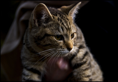 ヤマトという名前の猫